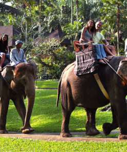 Elephant Safari Ride