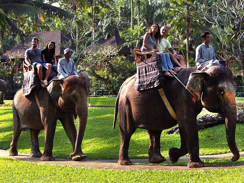 Elephant Safari Ride