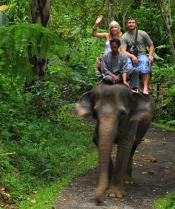 Elephant Safari Ride