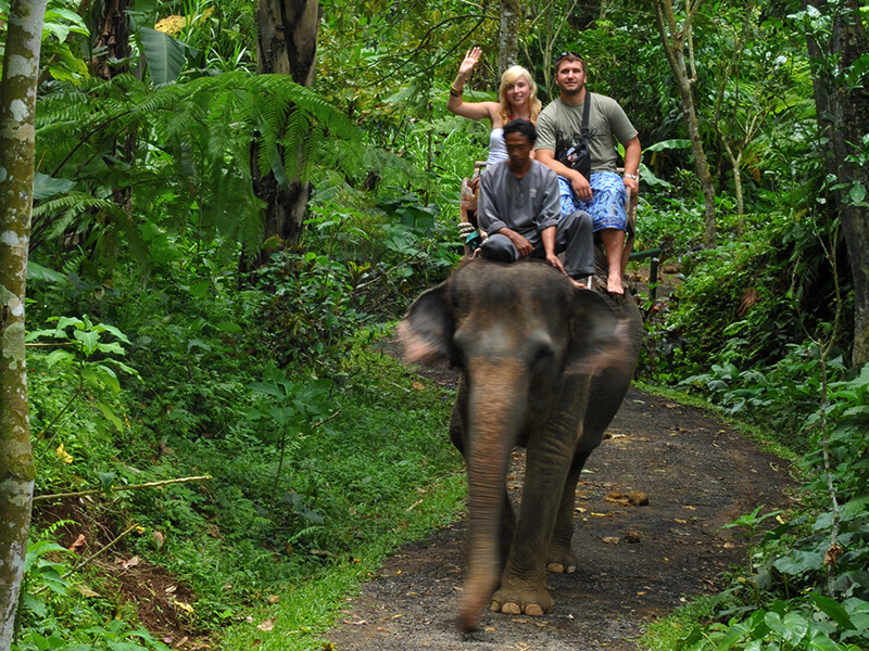 Elephant Safari Ride