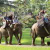 Elephant Safari Ride