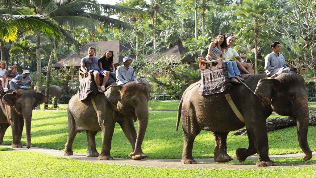 Elephant Safari Ride