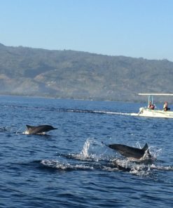 Lovina Dolphin Tour