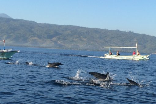 Lovina Dolphin Tour