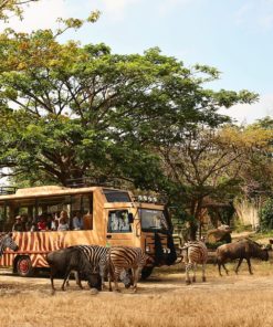 Bali Safari Marine Park