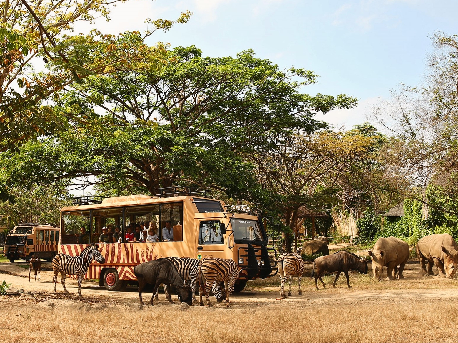 bali safari tour