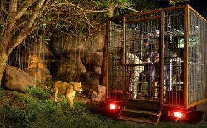 Visit Bali Safari and Marine Park things to do in bali at night