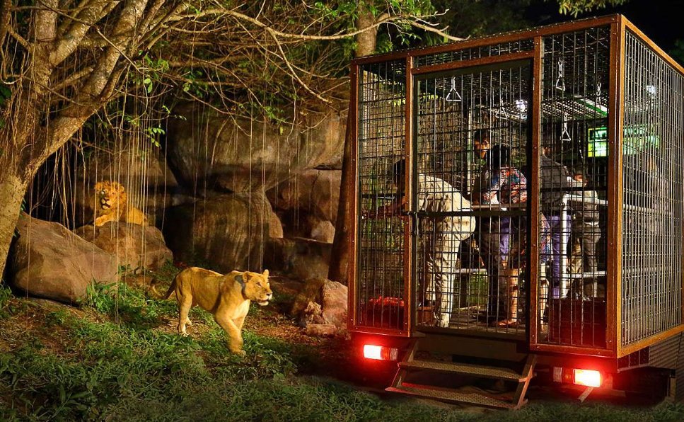 Visit Bali Safari and Marine Park things to do in bali at night