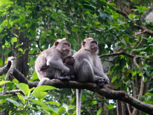 Monkey forest