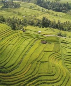 Rice Fields 10 best things to do in bali