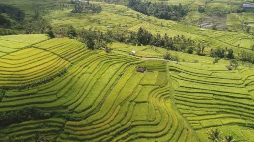 Rice Fields 10 best things to do in bali