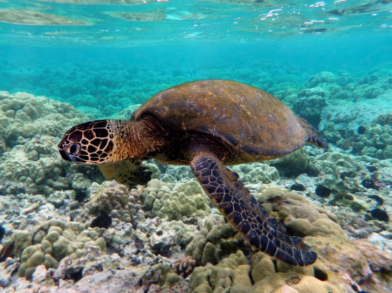 Turtle 10 best things to do in bali