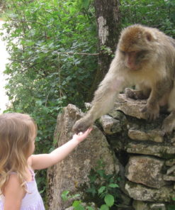 monkey forest