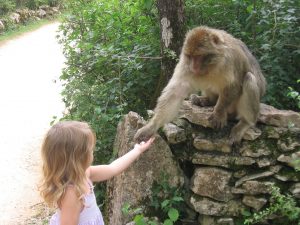 monkey forest