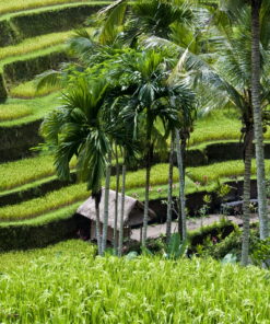 Tegalalang rice field