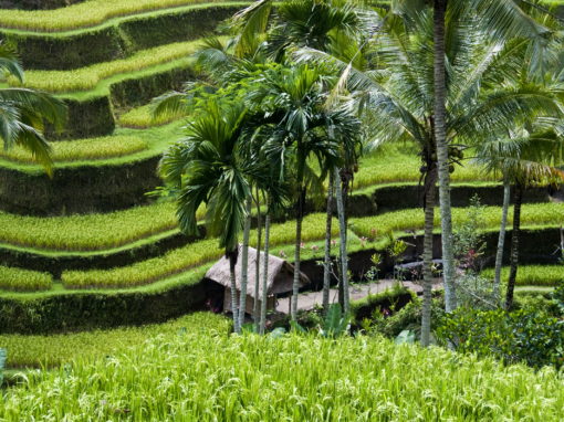 Tegalalang rice field