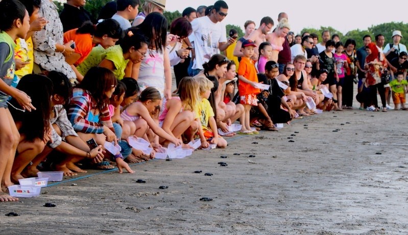 Releasing Baby Turtle