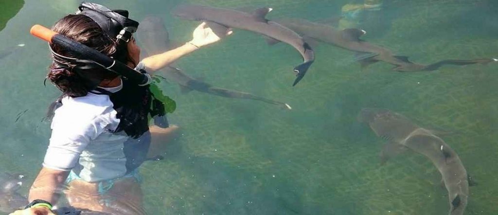 Swimming with Sharks at Bali Sharks