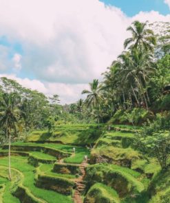 Tegalalang Rice Terrace