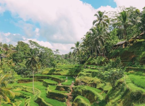 Tegalalang Rice Terrace