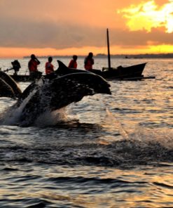 Dolphins in Lovina