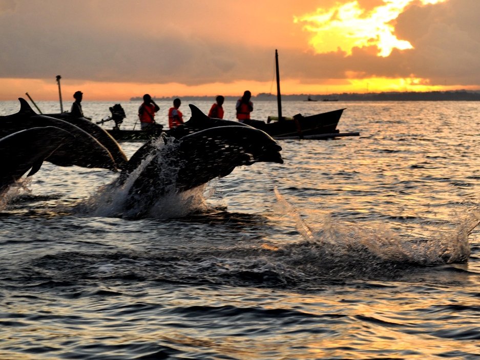 Dolphins in Lovina