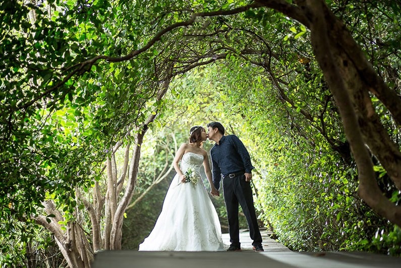 mangrove boardwalk