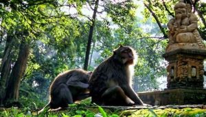 monkey forest ubud