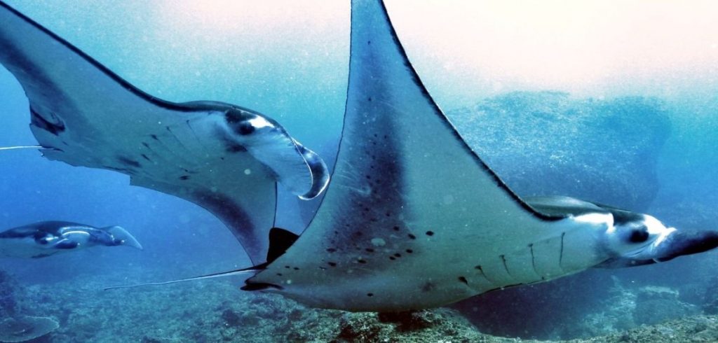 Manta Point Nusa Penida