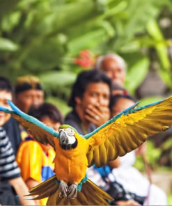 Bali Bird Park