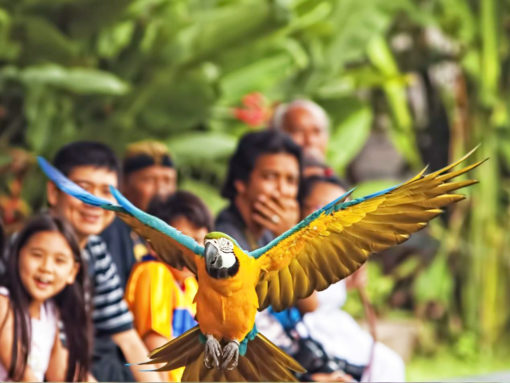 Bali Bird Park