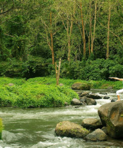 Bali Ubud Yoga Class