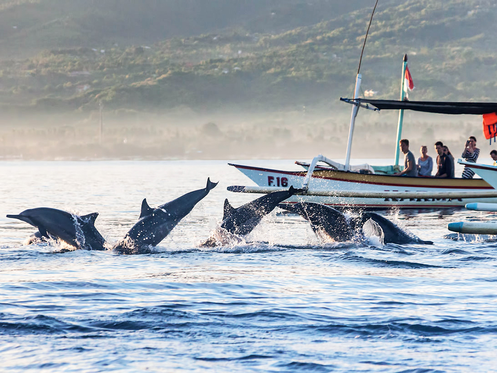 bali dolphin trip