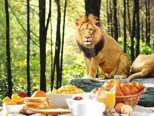 breakfast with the lions