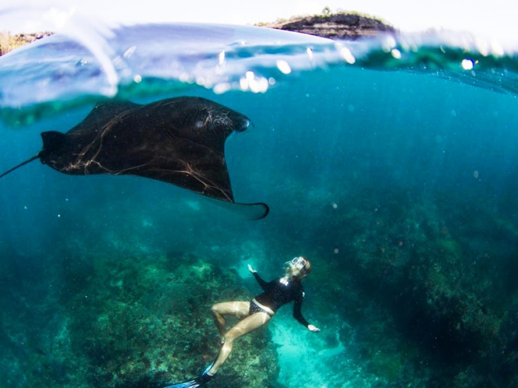 Swim with Manta Rays in Nusa Lembongan From Bali Wandernesia