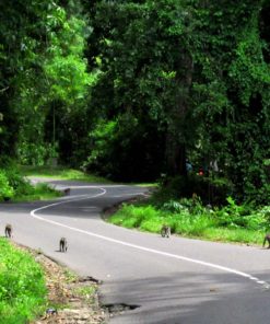 Bawun Pusuk Monkey Forest (1)