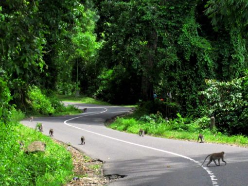 Bawun Pusuk Monkey Forest (1)