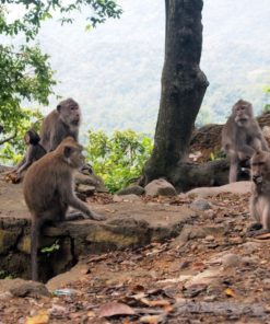 Bawun Pusuk Monkey Forest