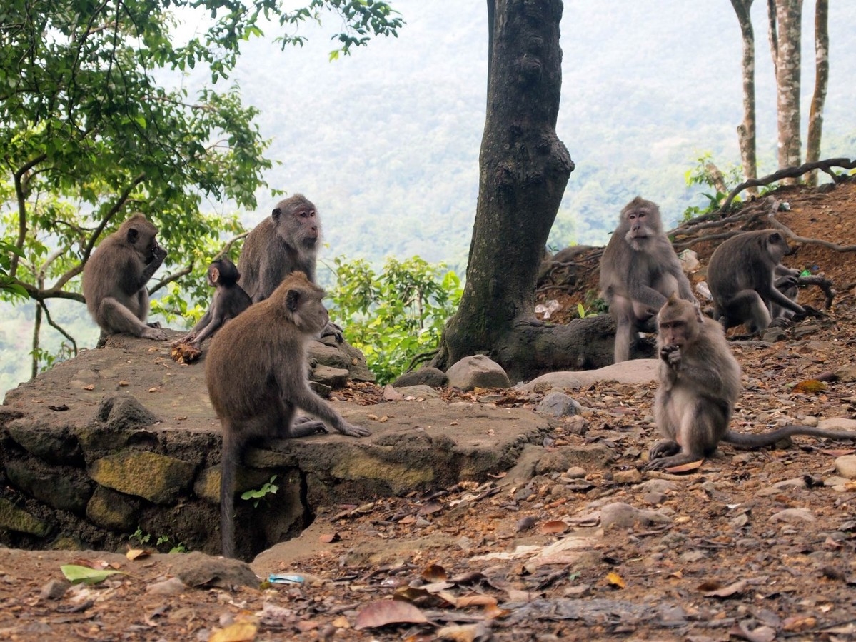 Bawun Pusuk Monkey Forest