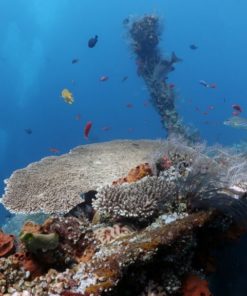 Coral Reef on Tulamben Wreck