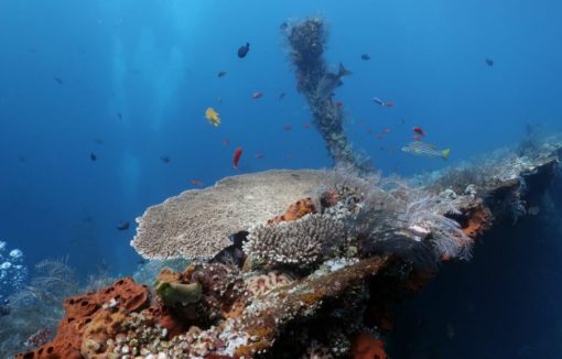 Coral Reef on Tulamben Wreck