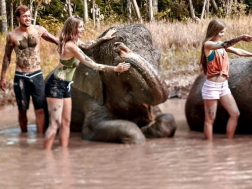 Elephant Mud Fun Experience (1)