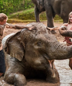 Elephant Mud Fun Experience - Source: balizoo.com