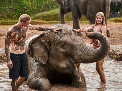 Elephant Mud Fun Experience - Source: balizoo.com