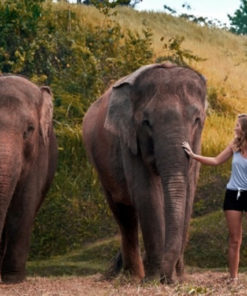 Elephant Mud Fun Experience (4)