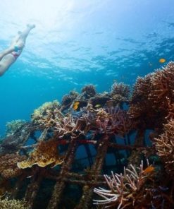 Snorkeling Tulamben Wreck