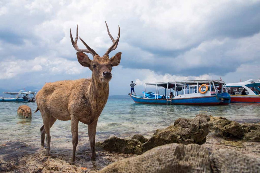 Menjangan Island