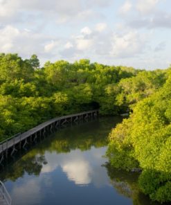 Mangrove Forest Bali Canoe Eco Tour (2)