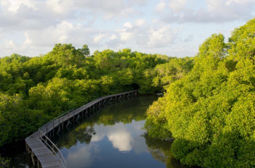 Mangrove Forest Bali Canoe Eco Tour (2)