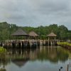 Mangrove Forest Bali Canoe Eco Tour (3)